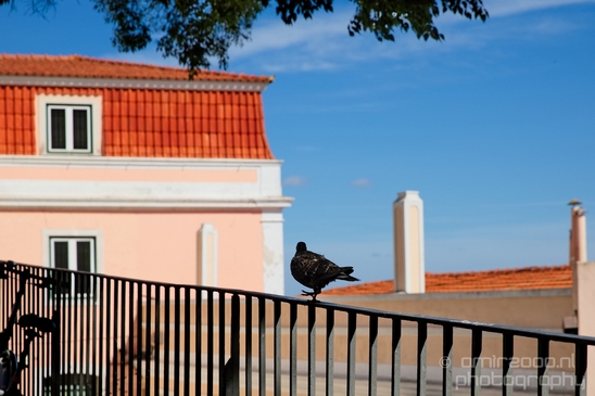 Lisbon_Lisboa_Portugal_City_urban_street_Cityscape_Photography_264_Canon_EOS_5D_Mark_IV.JPG