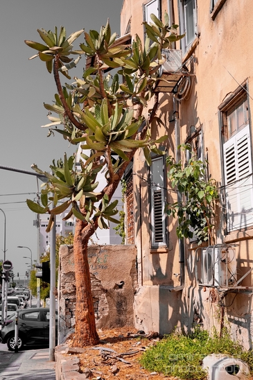 Tel_Jaffa_Israel_Cityscape_city_urban_street_Photography_368_Canon_EOS_5D_Mark_IV.JPG