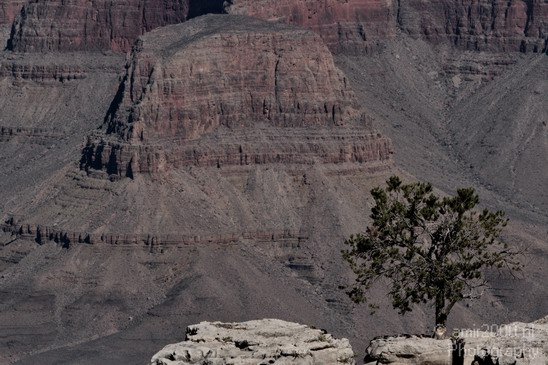 Grand_Canyon_south_rim_Arizona_usa_Grandcanyon_Photography_054_Canon_EOS_7D.JPG