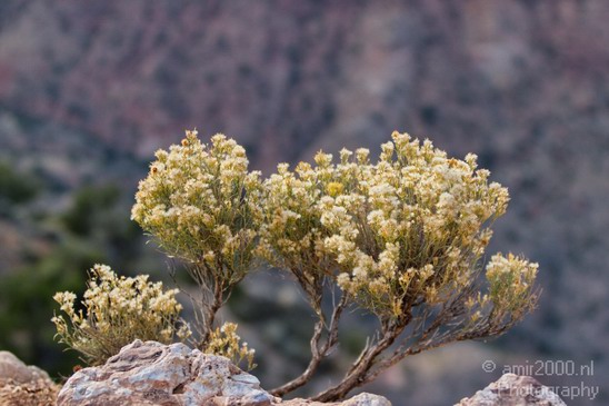 Grand_Canyon_south_rim_Arizona_usa_Grandcanyon_Photography_252_Canon_EOS_7D.JPG