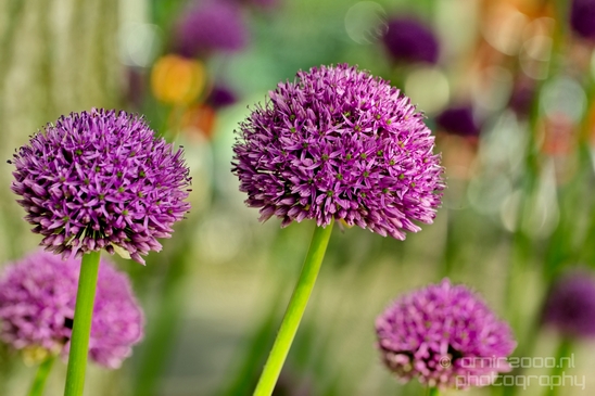 Allium_macro_looking_at_flowers_nature_spring_Photography_001_Canon_EOS_5D_Mark_IV.JPG