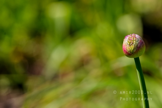 Allium_macro_looking_at_flowers_nature_spring_Photography_003_Canon_EOS_5D_Mark_IV.JPG