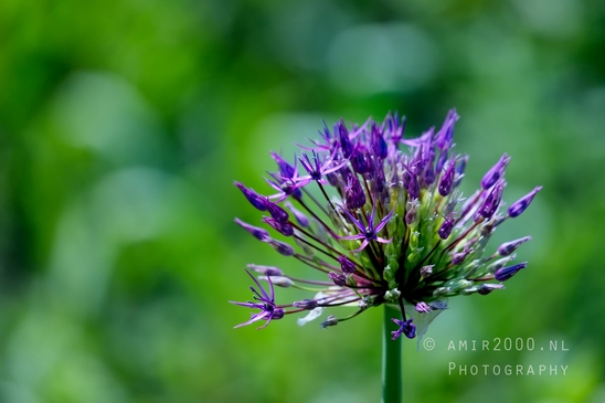Allium_macro_looking_at_flowers_nature_spring_Photography_004_Canon_EOS_5D_Mark_IV.JPG