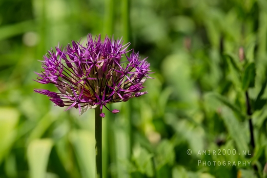 Allium_macro_looking_at_flowers_nature_spring_Photography_005_Canon_EOS_5D_Mark_IV.JPG