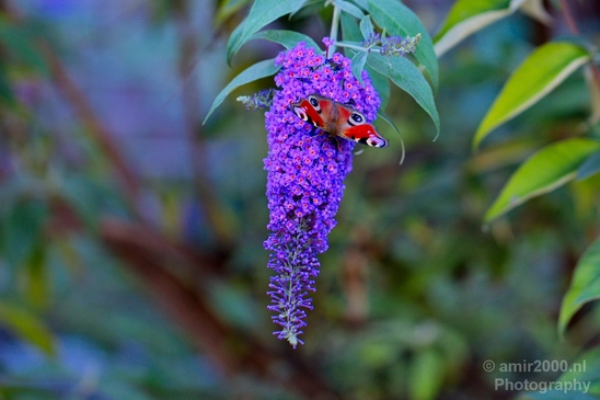 Butterfly_flowers_macro_nature_Flower_Photography_001_Canon_EOS_5D_Mark_IV.JPG