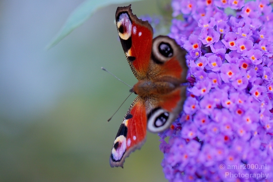 Butterfly_flowers_macro_nature_Flower_Photography_003_Canon_EOS_5D_Mark_IV.JPG