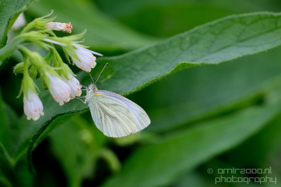 Butterfly_flowers_macro_nature_Flower_Photography_005_Canon_EOS_5D_Mark_IV.JPG