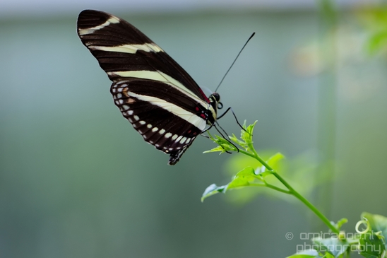 Butterfly_flowers_macro_nature_Flower_Photography_006_Canon_EOS_5D_Mark_IV.JPG
