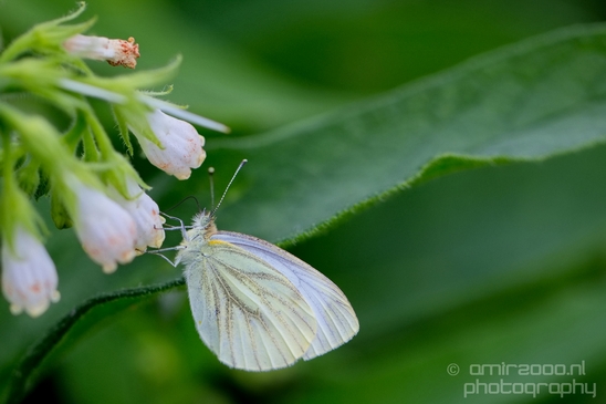 Butterfly_flowers_macro_nature_Flower_Photography_007_Canon_EOS_5D_Mark_IV.JPG