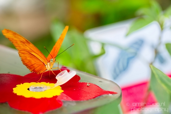 Butterfly_flowers_macro_nature_Flower_Photography_009_Canon_EOS_5D_Mark_IV.JPG