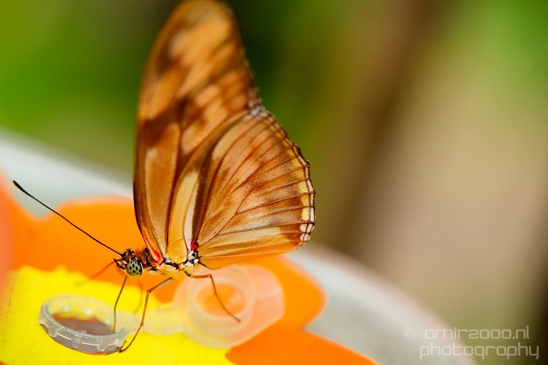 Butterfly_flowers_macro_nature_Flower_Photography_010_Canon_EOS_5D_Mark_IV.JPG
