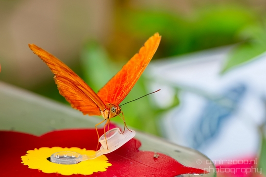 Butterfly_flowers_macro_nature_Flower_Photography_011_Canon_EOS_5D_Mark_IV.JPG