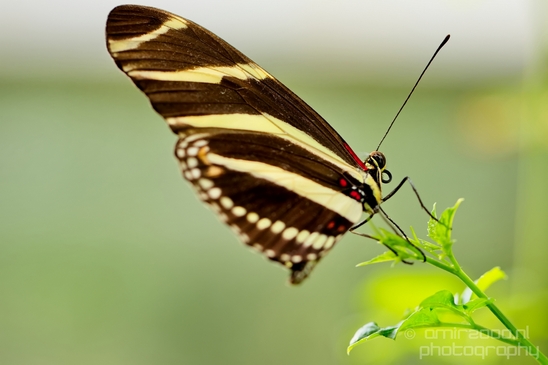 Butterfly_flowers_macro_nature_Flower_Photography_014_Canon_EOS_5D_Mark_IV.JPG