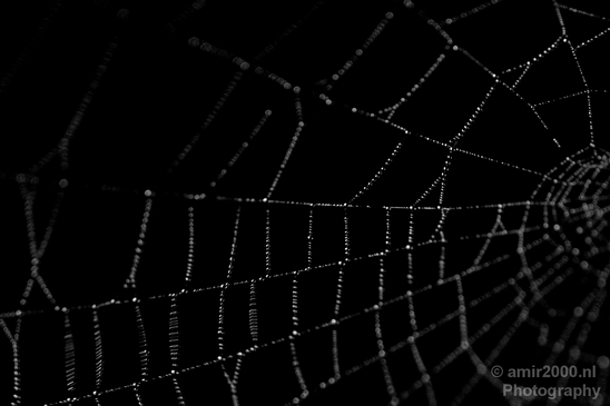 Cobweb_nature_macro_Photography_002_Canon_EOS_5D_Mark_IV.JPG
