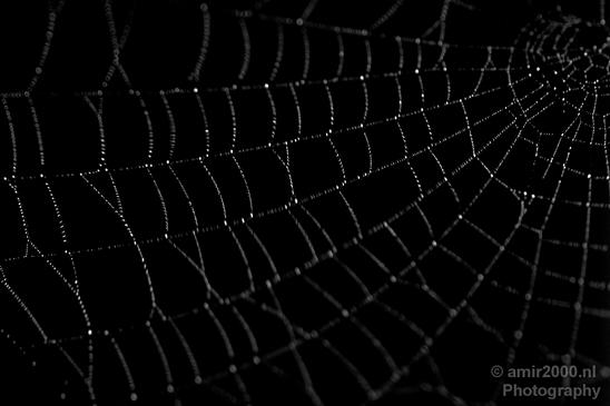 Cobweb_nature_macro_Photography_003_Canon_EOS_5D_Mark_IV.JPG