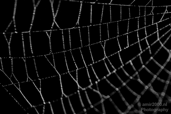 Cobweb_nature_macro_Photography_004_Canon_EOS_5D_Mark_IV.JPG