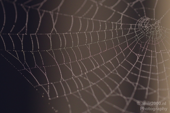 Cobweb_nature_macro_Photography_005_Canon_EOS_5D_Mark_IV.JPG