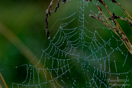 Cobweb_nature_macro_Photography_007_Canon_EOS_5D_Mark_IV.JPG
