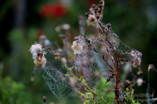 Cobweb_nature_macro_Photography_008_Canon_EOS_5D_Mark_IV.JPG