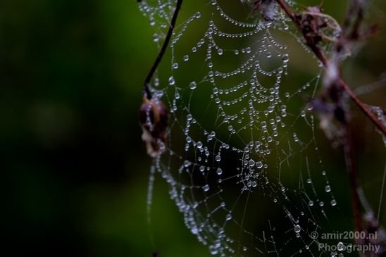 Cobweb_nature_macro_Photography_009_Canon_EOS_5D_Mark_IV.JPG