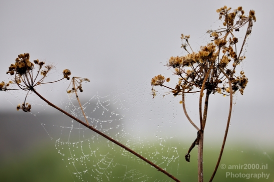 Cobweb_nature_macro_Photography_010_Canon_EOS_5D_Mark_IV.JPG