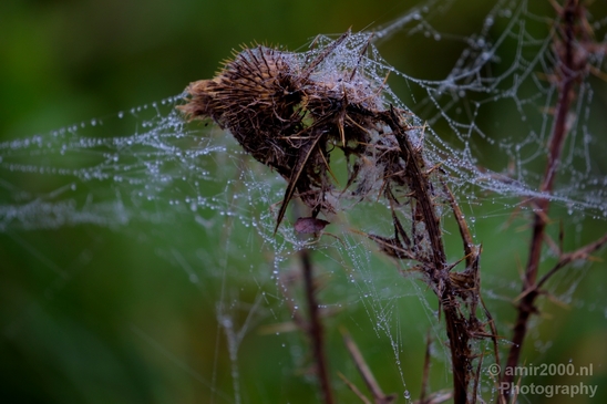 Cobweb_nature_macro_Photography_011_Canon_EOS_5D_Mark_IV.JPG