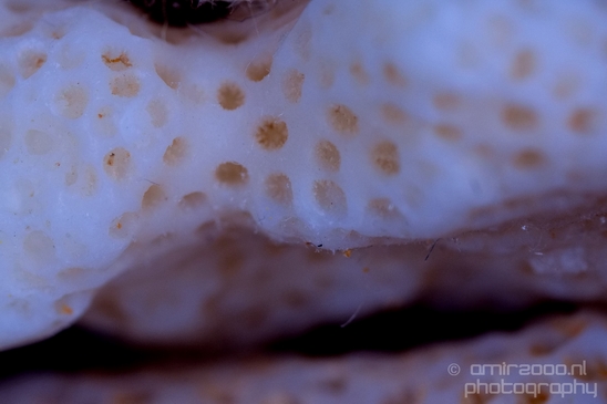 Coral_dry_old_macro_Photography_001_Canon_EOS_5D_Mark_IV.JPG
