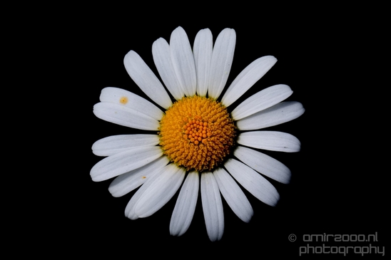 Daisy_Daisies_macro_looking_at_flowers_nature_Photography_001_Canon_EOS_5D_Mark_IV.JPG