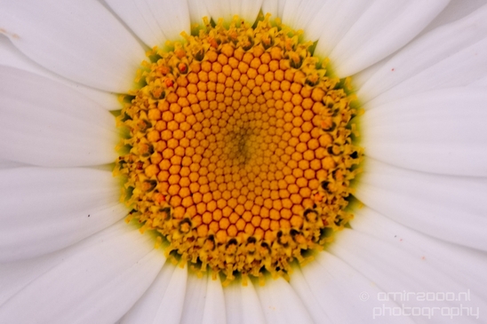 Daisy_Daisies_macro_looking_at_flowers_nature_Photography_002_Canon_EOS_5D_Mark_IV.JPG