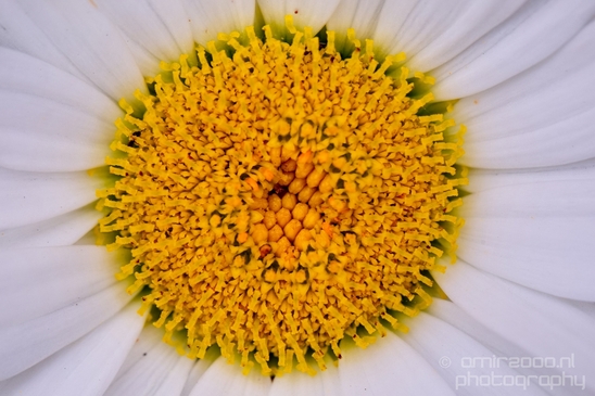 Daisy_Daisies_macro_looking_at_flowers_nature_Photography_003_Canon_EOS_5D_Mark_IV.JPG