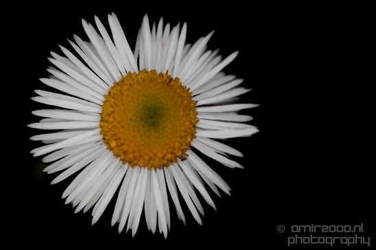 Daisy_Daisies_macro_looking_at_flowers_nature_Photography_005_Canon_EOS_5D_Mark_IV.JPG