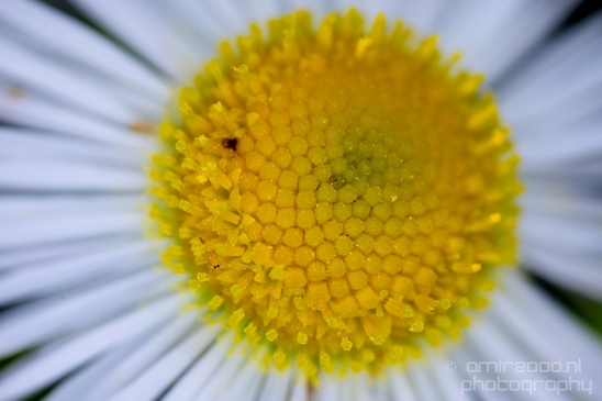 Daisy_Daisies_macro_looking_at_flowers_nature_Photography_006_Canon_EOS_5D_Mark_IV.JPG
