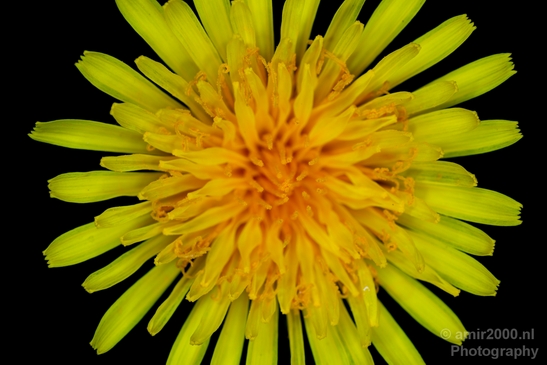 Daisy_Daisies_macro_looking_at_flowers_nature_spring_Photography_001_Canon_EOS_5D_Mark_IV.JPG
