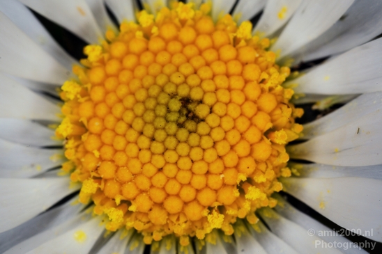Daisy_Daisies_macro_looking_at_flowers_nature_spring_Photography_003_Canon_EOS_5D_Mark_IV.JPG