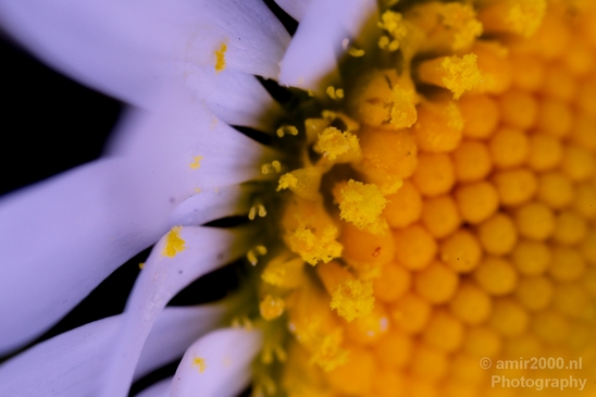 Daisy_Daisies_macro_looking_at_flowers_nature_spring_Photography_005_Canon_EOS_5D_Mark_IV.JPG
