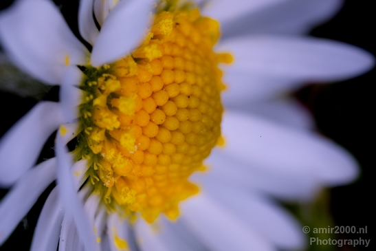 Daisy_Daisies_macro_looking_at_flowers_nature_spring_Photography_006_Canon_EOS_5D_Mark_IV.JPG