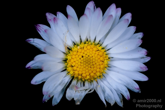 Daisy_Daisies_macro_looking_at_flowers_nature_spring_Photography_007_Canon_EOS_5D_Mark_IV.JPG