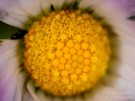 Daisy_Daisies_macro_looking_at_flowers_nature_spring_Photography_009_Canon_EOS_5D_Mark_IV.JPG