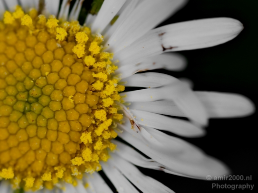 Daisy_Daisies_macro_looking_at_flowers_nature_spring_Photography_010_Canon_EOS_5D_Mark_IV.JPG