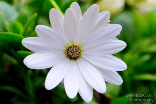 Daisy_Daisies_macro_looking_at_flowers_nature_spring_Photography_011_Canon_EOS_5D_Mark_IV.JPG