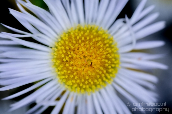 Daisy_Daisies_macro_photography_looking_at_flowers_nature_04.JPG