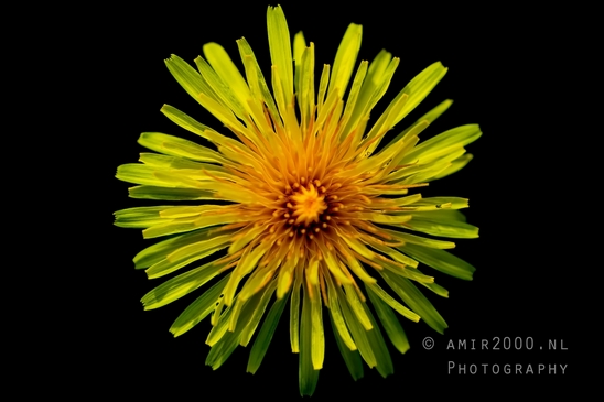 Dandelion_macro_looking_at_flowers_Photography_001_Canon_EOS_5D_Mark_IV.JPG