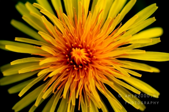 Dandelion_macro_looking_at_flowers_Photography_002_Canon_EOS_5D_Mark_IV.JPG
