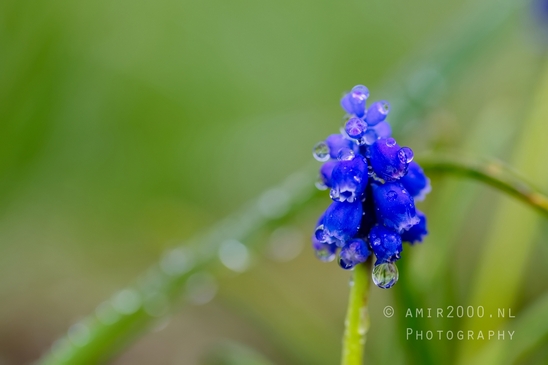 Druifhyacint_Grape_hyacinth_Muscari_macro_looking_at_flowers_Photography_002_Canon_EOS_5D_Mark_IV.JPG