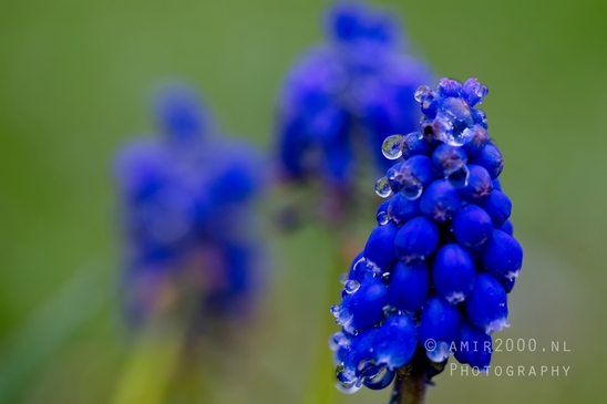 Druifhyacint_Grape_hyacinth_Muscari_macro_looking_at_flowers_Photography_003_Canon_EOS_5D_Mark_IV.JPG