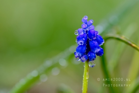 Druifhyacint_Grape_hyacinth_Muscari_macro_looking_at_flowers_Photography_004_Canon_EOS_5D_Mark_IV.JPG