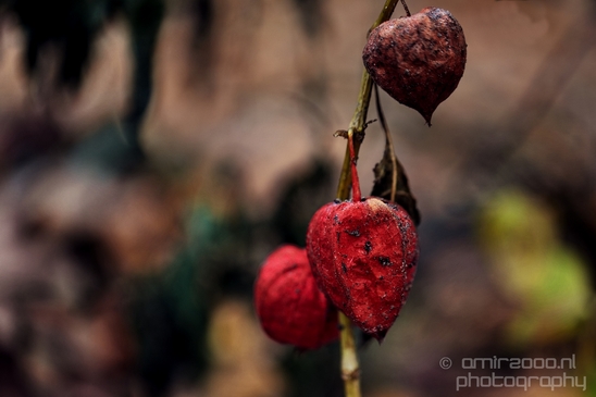 Dry_dead_flowers_nature_macro_Flower_Photography_001_Canon_EOS_5D_Mark_IV.JPG