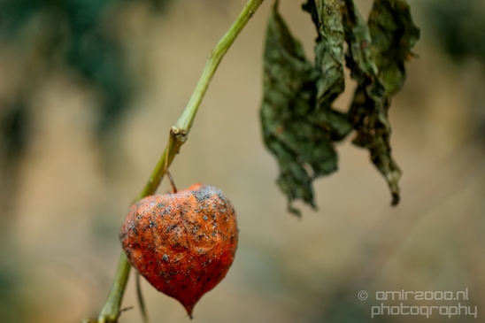 Dry_dead_flowers_nature_macro_Flower_Photography_002_Canon_EOS_5D_Mark_IV.JPG