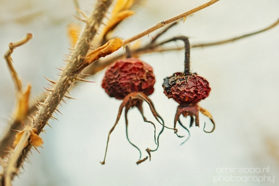 Dry_dead_flowers_nature_macro_Flower_Photography_003_Canon_EOS_5D_Mark_IV.JPG