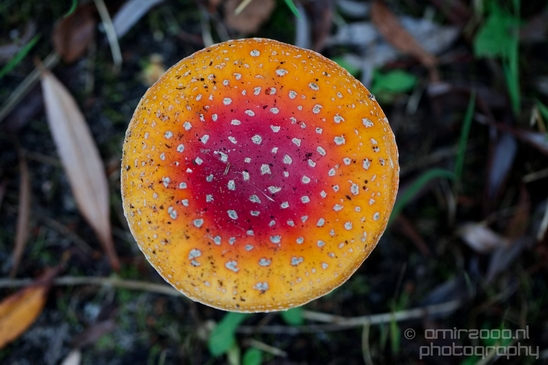Fly_Aagaric_mushrooms_macro_nature_Photography_001_Canon_EOS_5D_Mark_IV.JPG
